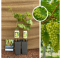 Jeune pied de vigne blanc | Vitis vinifera Himrod - 2 pièces