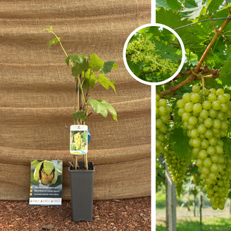 Jeune pied de vigne blanc | Vitis vinifera Himrod