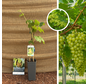 Jonge witte druif | Vitis vinifera Himrod