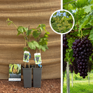 Jonge rode druif | Vitis vinifera Heike - 2 stuks