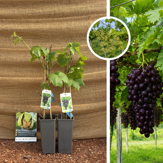 Young red grapevine | Vitis vinifera Heike - 2 pieces