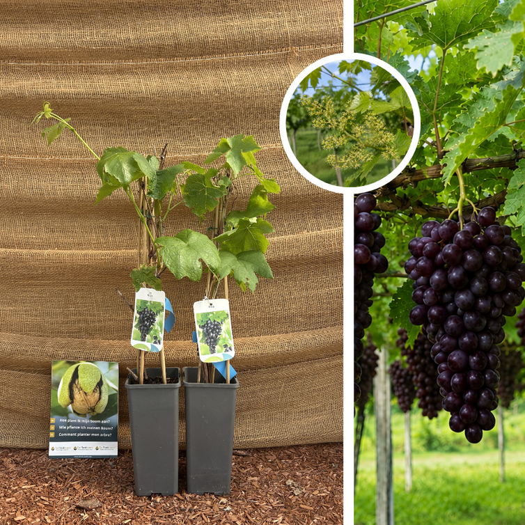 Junge rote Traube | Vitis vinifera Heike – 2 Stück