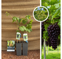 Junge rote Traube | Vitis vinifera Heike – 2 Stück