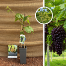 Jeune pied de vigne rouge | Vitis vinifera Heike