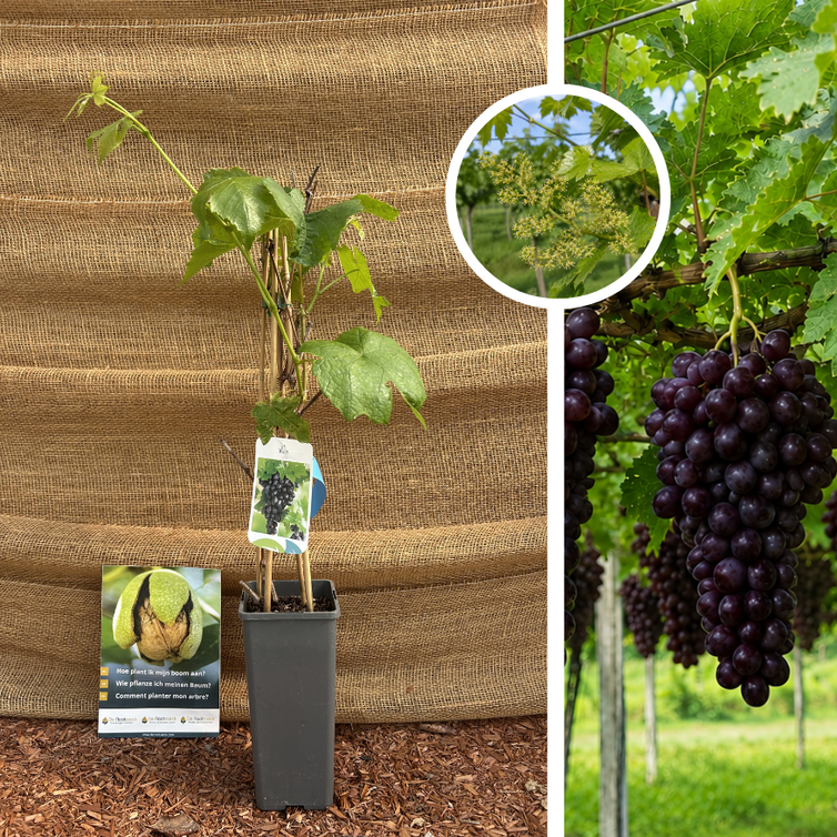 Jonge rode druif | Vitis vinifera Heike