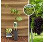 Junge rote Traube | Vitis vinifera Heike