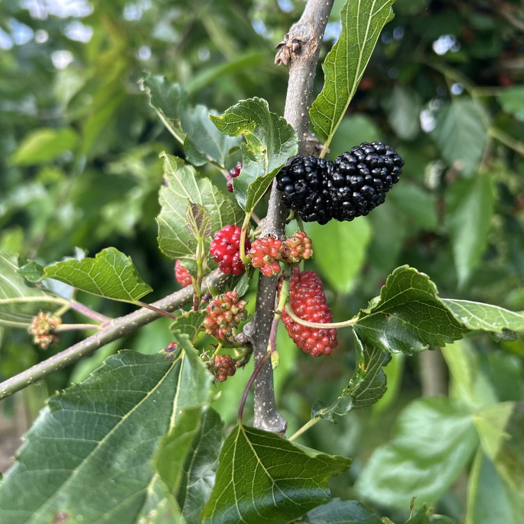 Jeune Mûrier Morus alba Gerardii Dwarf