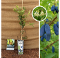 Blauwe Honingbes | Lonicera caerulea Wojtek