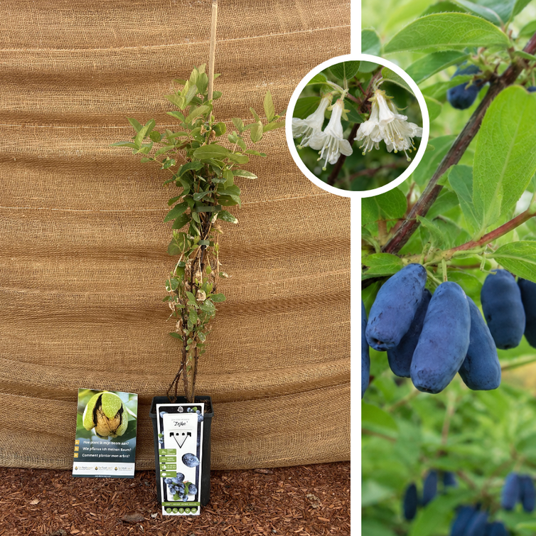 Blaue Honigbeere | Lonicera caerulea Zojka