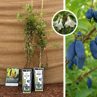 Blue Honeysuckle Package - 2 pieces | 1 x Lonicera caerulea Wojtek, 1 x Lonicera caerulea Zojka