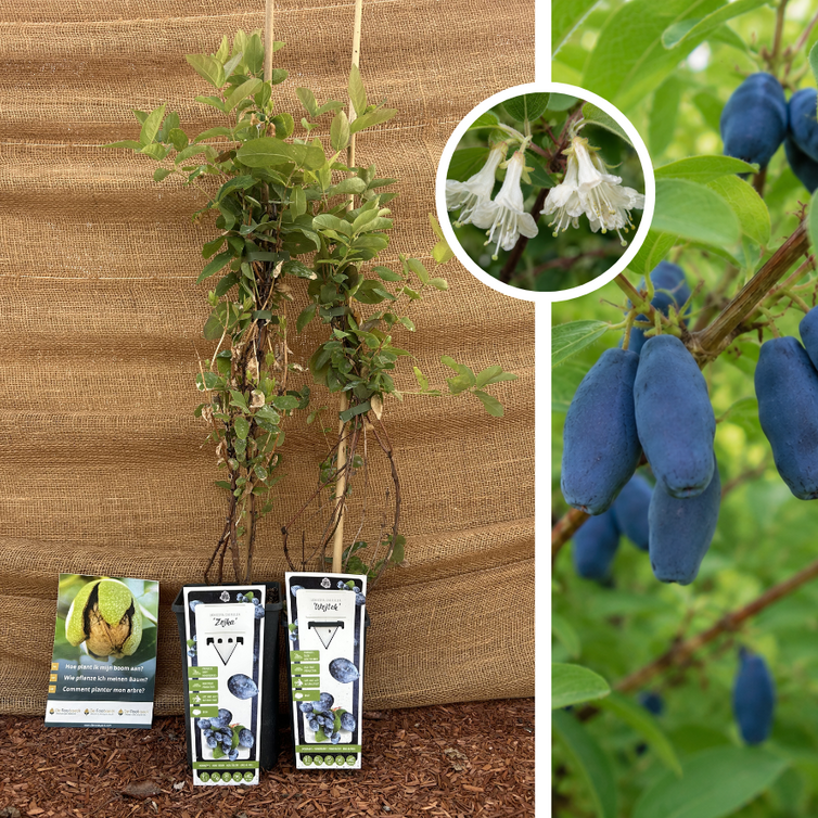 Blue Honeysuckle Package - 2 pieces | 1 x Lonicera caerulea Wojtek, 1 x Lonicera caerulea Zojka