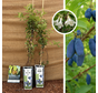 Paket Blaue Honigbeere – 2 Stück | 1 x Lonicera caerulea Wojtek, 1 x Lonicera caerulea Zojka