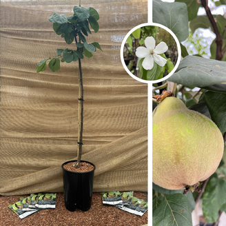 Jonge Kweepeer | Cydonia oblonga Gigante de Wranja