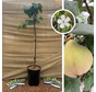 Jeune coing | Cydonia oblonga Gigante de Wranja