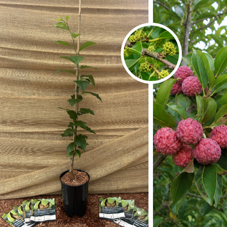 Chinese Strawberry tree | Cudrania tricuspidata Male Hu