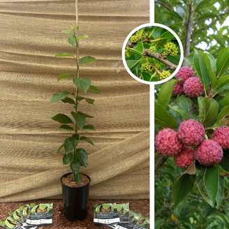 Arbre à fraises chinois | Cudrania tricuspidata Female Hu