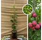 Arbre à fraises chinois | Cudrania tricuspidata Female Hu