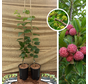 Chinese Aardbeienboom pakket - 2 stuks | 1 x  Cudrania tricuspidata Male Hu - 1 x Cudrania tricuspidata Female Hu
