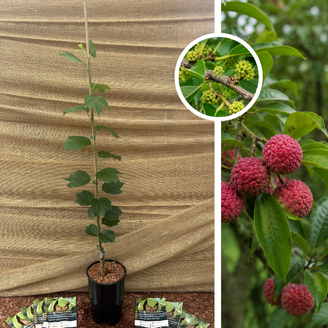 Arbre à fraises chinois | Cudrania tricuspidata Chorter