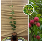Chinese Aardbeienboom | Cudrania tricuspidata Chorter