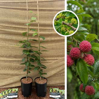 Lot de deux arbres à fraises chinois - 2 pièces | 1 x Cudrania tricuspidata Chorter - 1 x Cudrania tricuspidata Male Hu