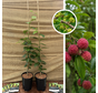 Chinese Strawberry Tree Package - 2 Pieces | 1 x Cudrania tricuspidata Chorter - 1 x Cudrania tricuspidata Male Hu