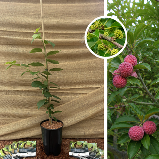Arbre à fraises chinois | Cudrania tricuspidata Pathenos