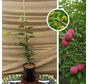 Chinese Aardbeienboom | Cudrania tricuspidata Pathenos