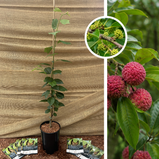 Arbre à fraises chinois | Cudrania tricuspidata Darrow