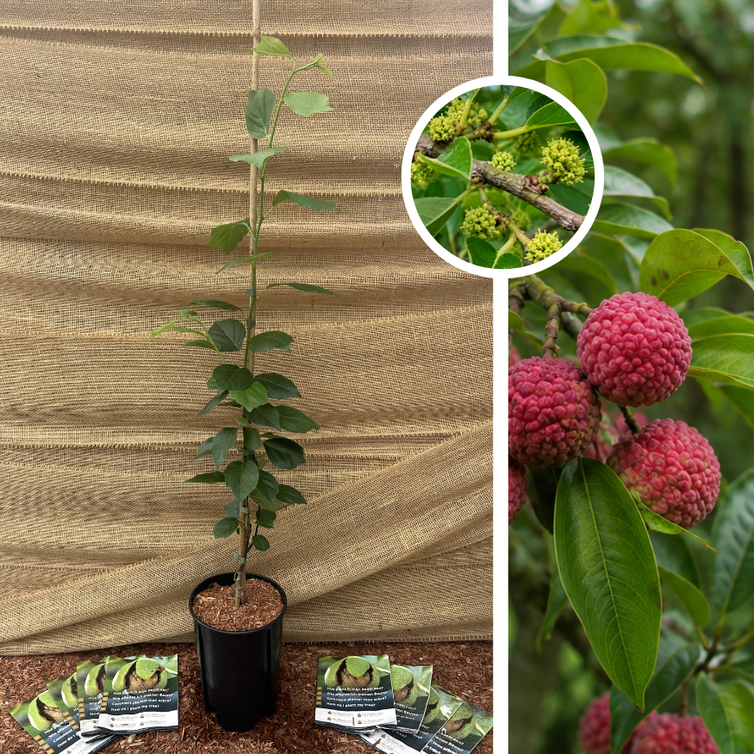Chinese Strawberry Tree | Cudrania tricuspidata Darrow