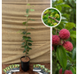 Chinesischer Erdbeerbaum | Cudrania tricuspidata Darrow