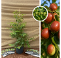 Chinese Dadelboom | Ziziphus jujuba Li