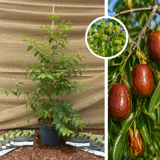 Chinesischer Dattelbaum | Ziziphus jujuba Lang