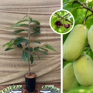 Jeune arbre de pawpaw | Asimina triloba Davis