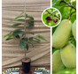 Junger Pawpaw Baum | Asimina triloba Davis