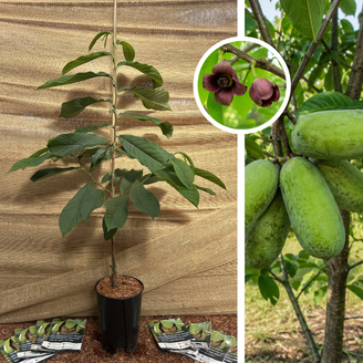 Jeune arbre de pawpaw | Asimina triloba Overleese