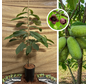 Junger Pawpaw-Baum | Asimina triloba Overleese
