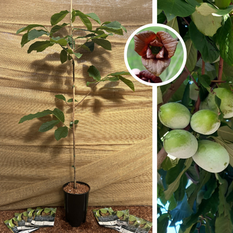Jeune arbre de pawpaw | Asimina triloba Wansevwan
