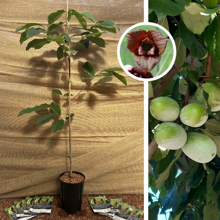Jeune arbre de papaye | Asimina triloba Wansevwan