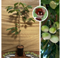 Junger Pawpaw-Baum | Asimina triloba Wansevwan