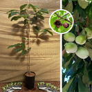 Junger Pawpaw-Baum | Asimina triloba Selection 1-7-2