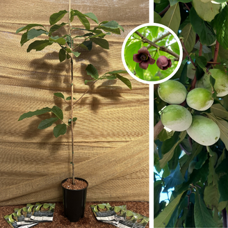 Jeune arbre de pawpaw | Asimina triloba Sélection 1-7-2