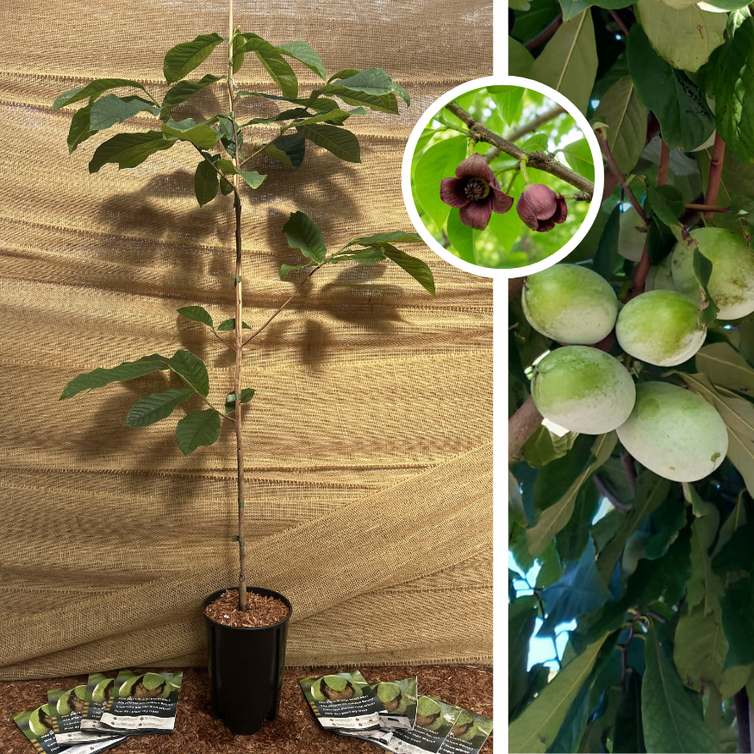 Junger Pawpaw-Baum | Asimina triloba Selection 1-7-2