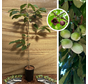 Jonge Pawpaw boom | Asimina triloba Selection 1-7-2