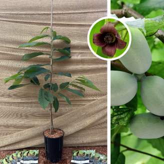 Jeune arbre de pawpaw | Asimina triloba Sélection 2-9
