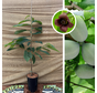 Jonge Pawpaw boom | Asimina triloba Selection 2-9