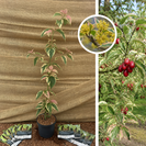 Young Yellow Dogwood | Cornus mas Tricolor