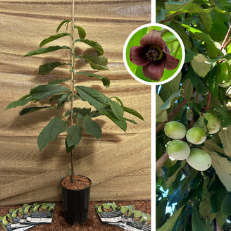 Jeune arbre de pawpaw | Asimina triloba Lefviv