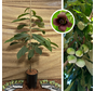 Jonge Pawpaw boom | Asimina triloba Lefviv