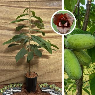 Jeune arbre de pawpaw | Asimina triloba Sélection 4-2